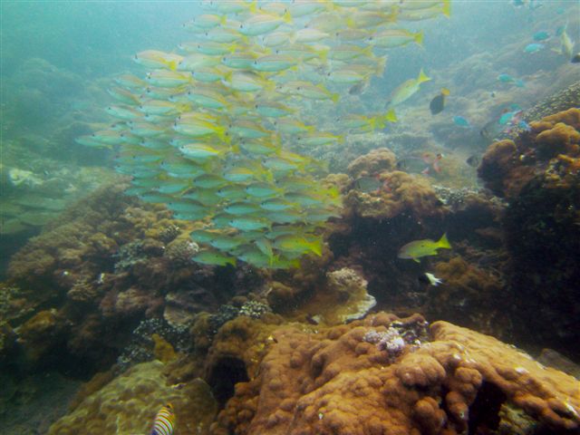 underwater (19).JPG