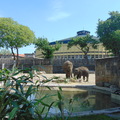 Szülinap az Állatkertben. Samu, a kiselefánt már három éves!