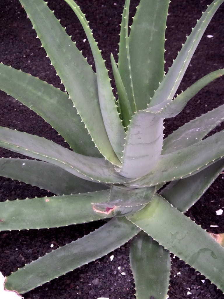 aloevera1.JPG