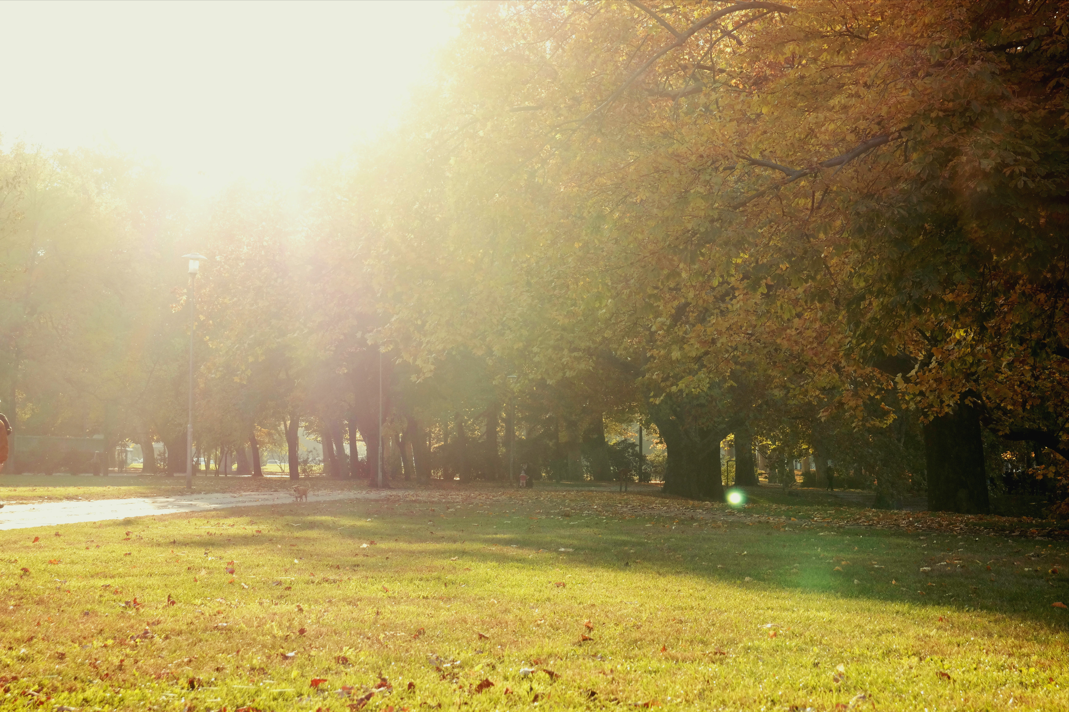autumn3.jpg