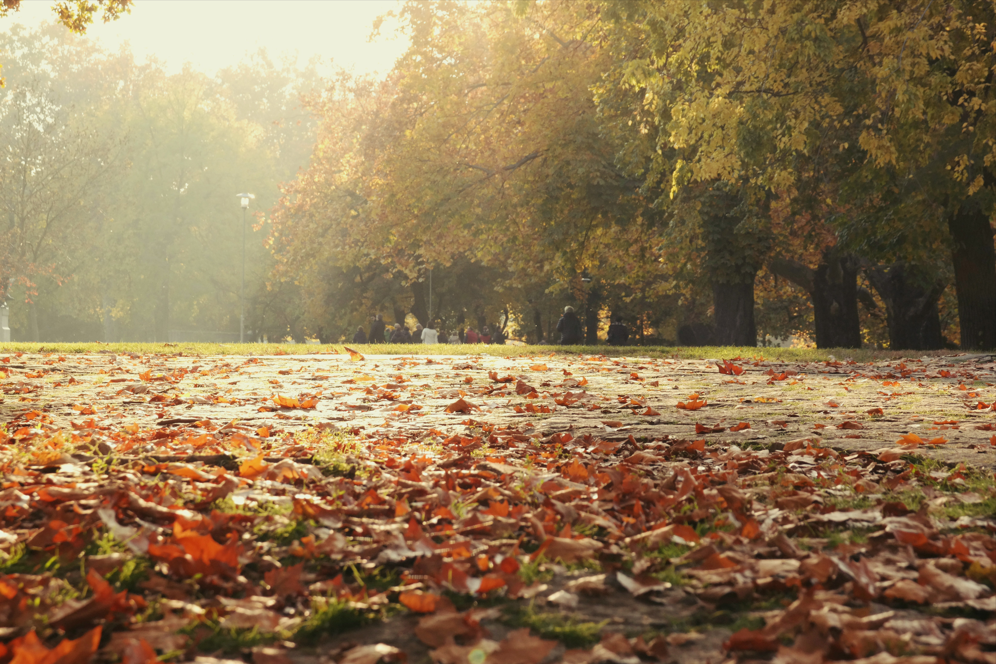 autumn6.jpg