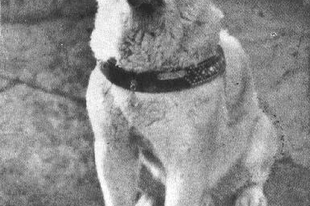 Hachiko, avagy egy hűséges kutya megható története