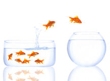 goldfishes-queue-2343251.jpg