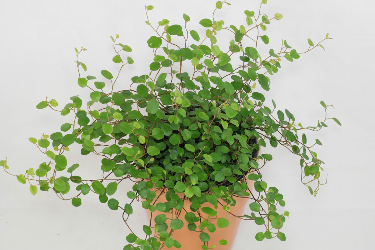 muehlenbeckia-complexa.jpg