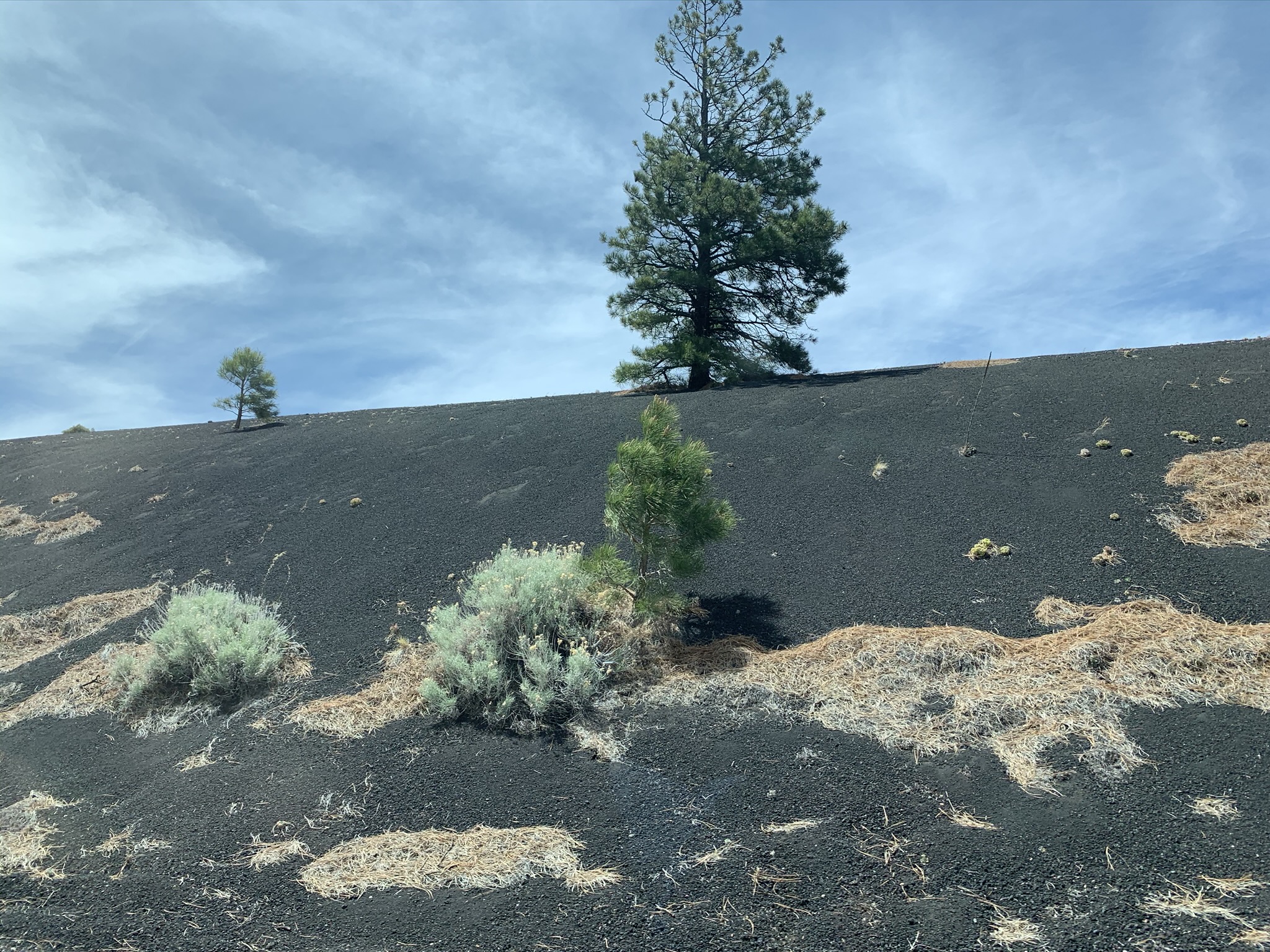 vulkanikus táj a Sunset Crater felé