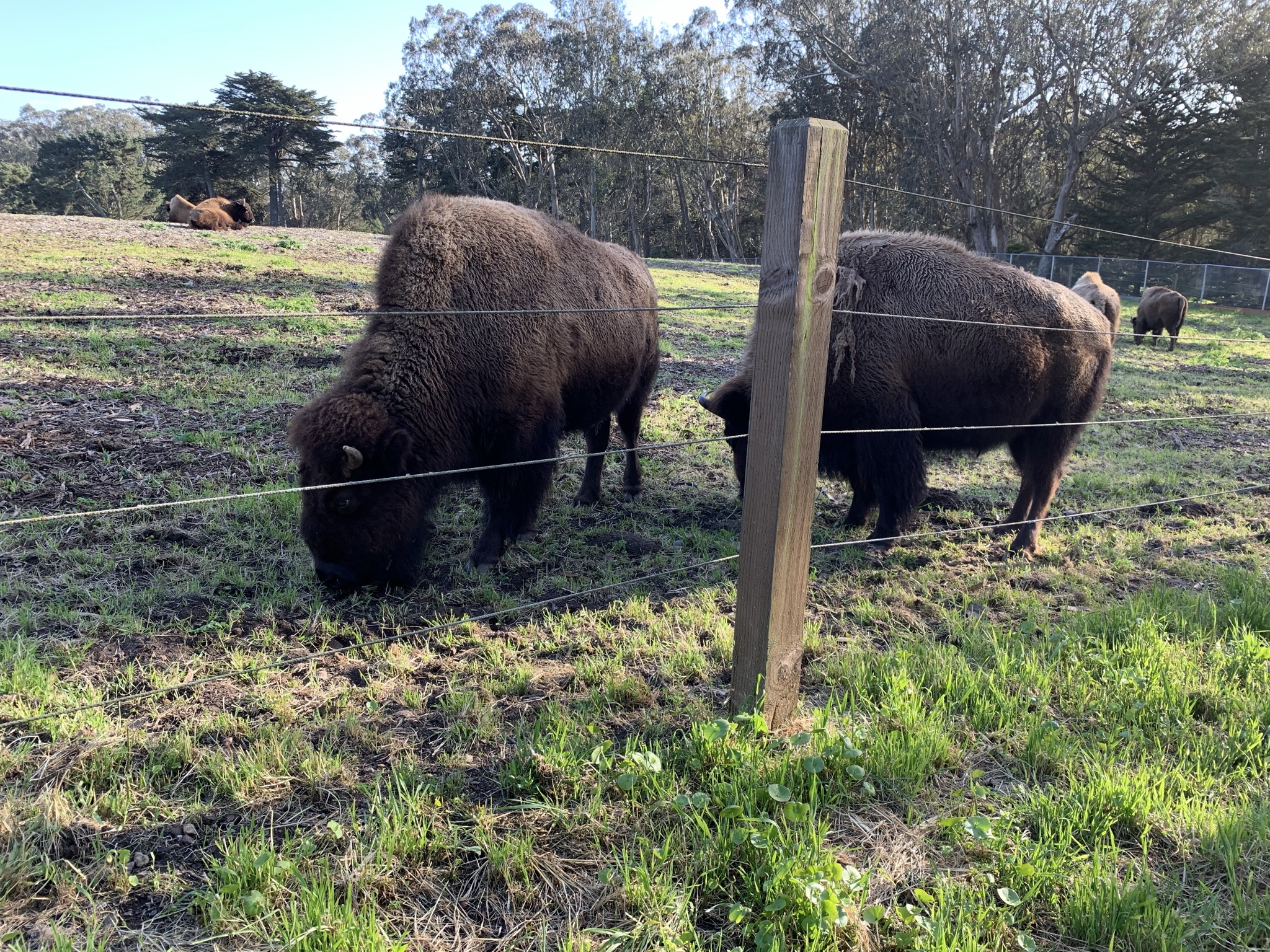 a Yellowstone Parkban ez is életszerűbb volt