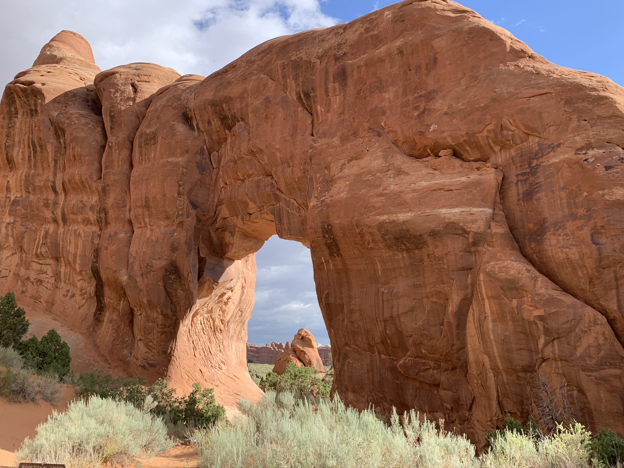 Pine Tree Arch