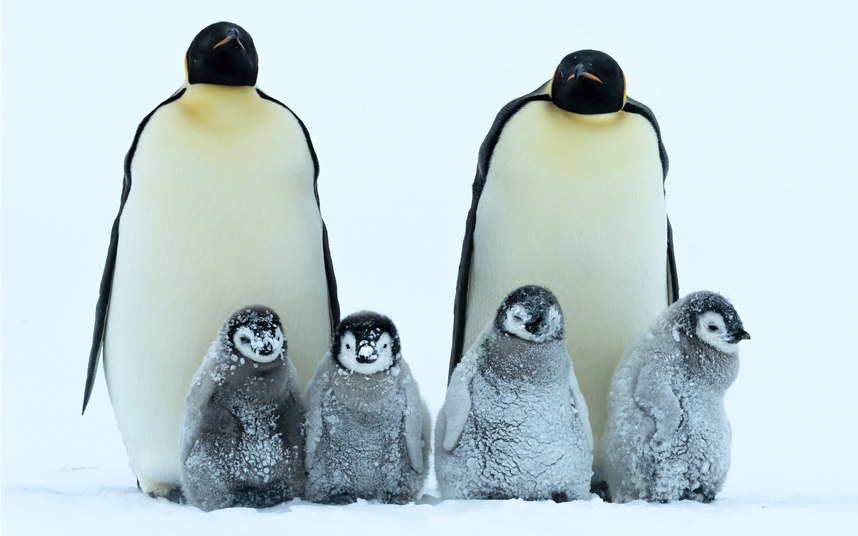 penguins-snow-4-ch_3542223k.jpg