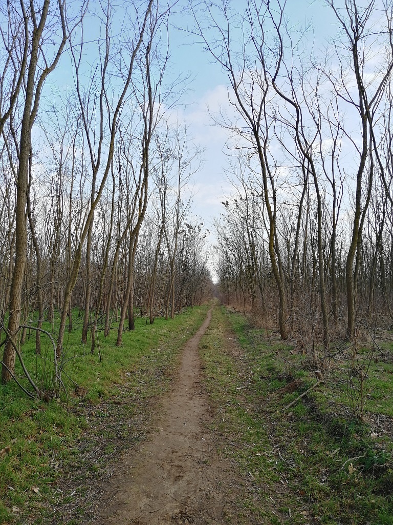 Erdei út a Cargo dombhoz (18. kerület)