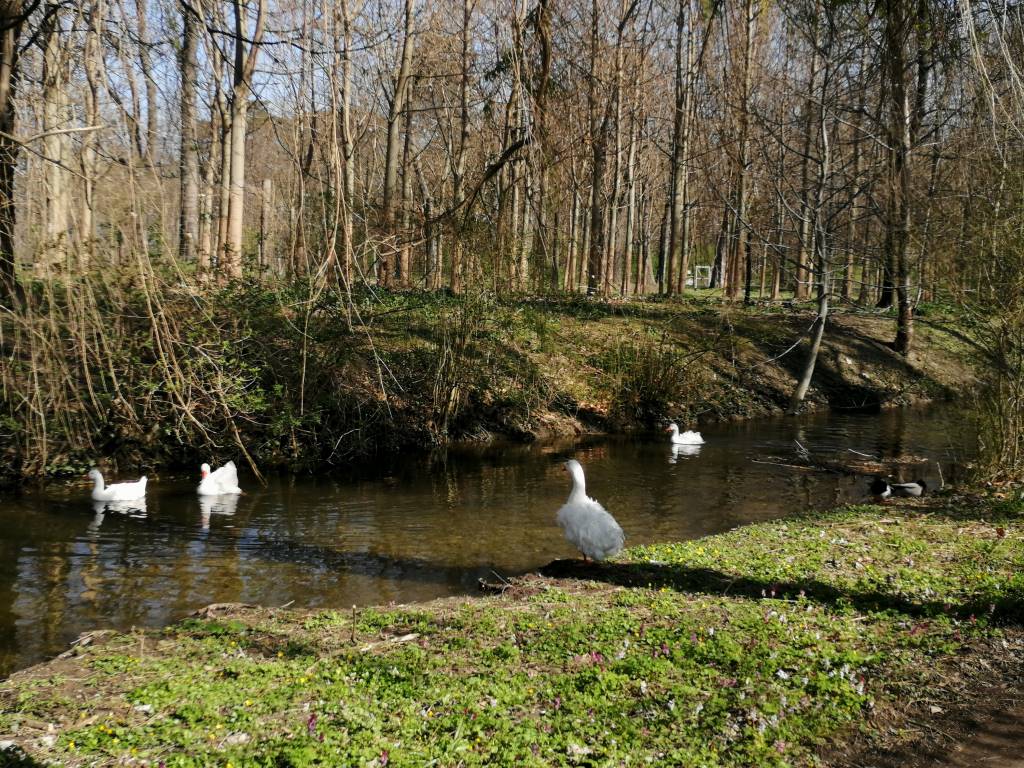 Vidéki életkép a patak partján - Hédervár (a kép a fától visszafelé készült)