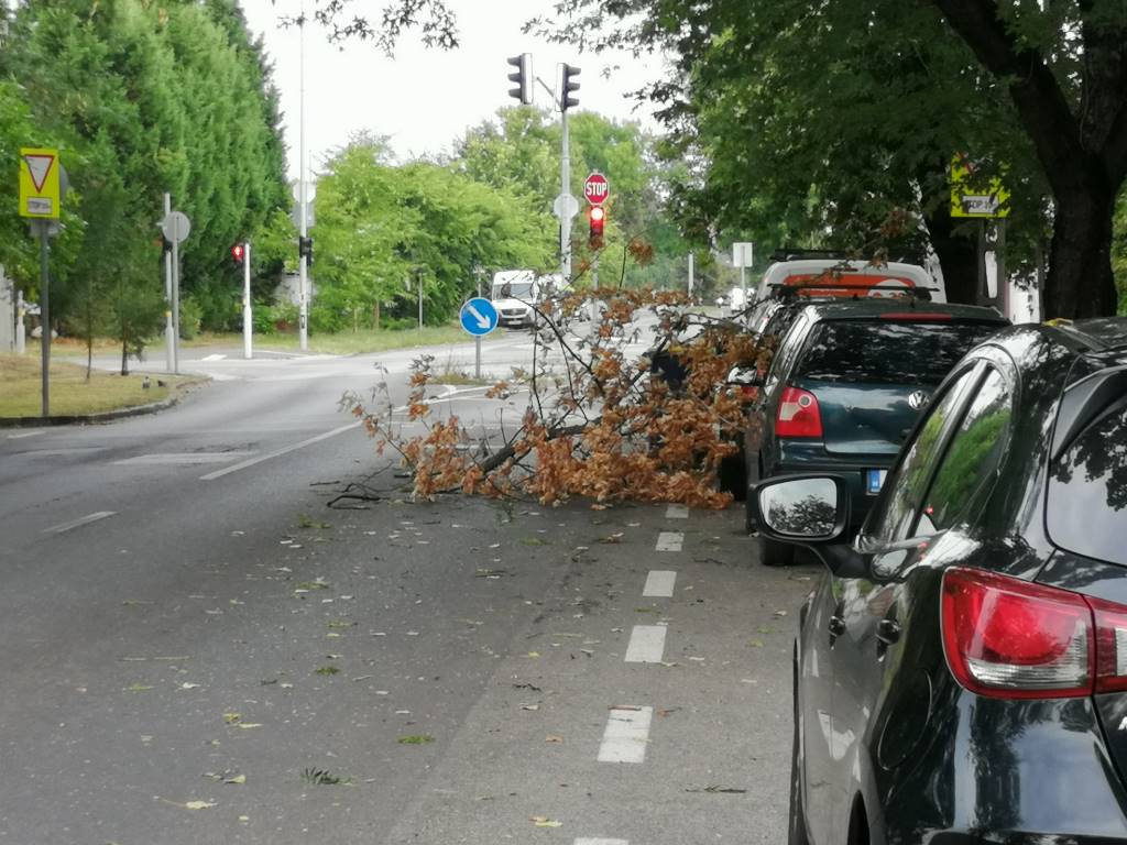 Az éjszakai vihar egyik nyoma, a leszakadt faág - Kőbánya (Budapest, 10. kerület)