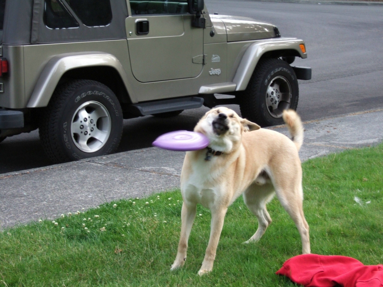 dog_failfrisbee.jpg