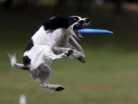 frisbee-dog-jump.jpg