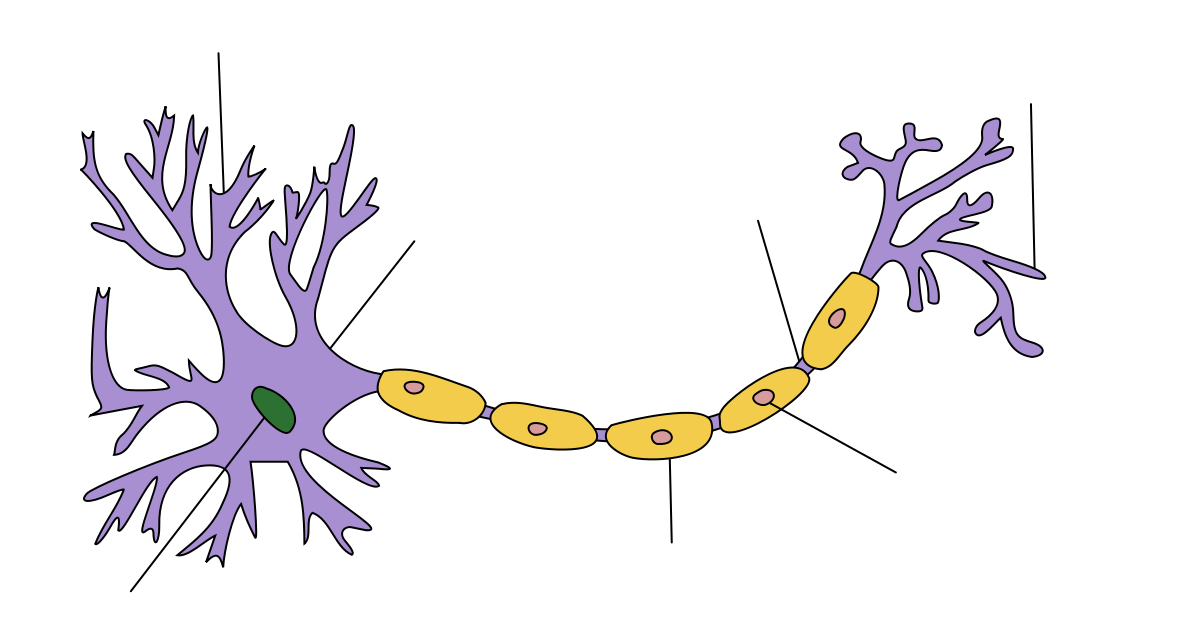 1179px-neuron_hand-tuned_svg.png