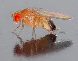 260px-Drosophila_melanogaster_-_side_(aka).jpg