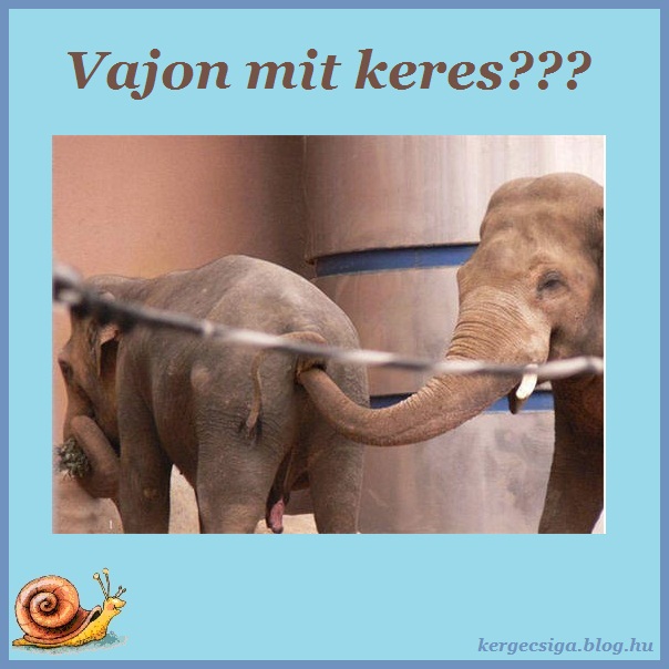 Vajon mit keres.jpg