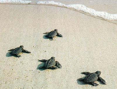 seaturtles.jpg