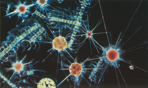 fitoplankton.jpg