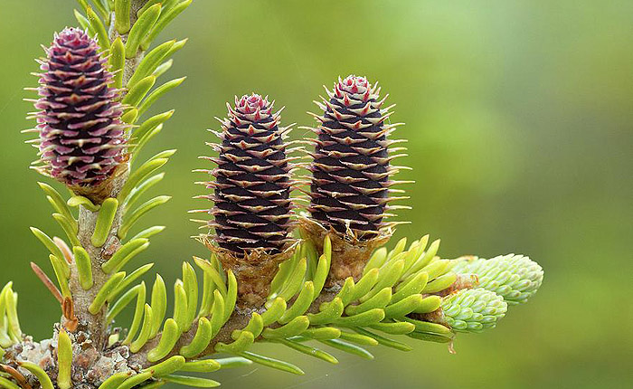 abies-balsamea.jpg