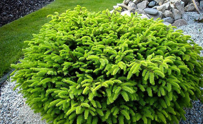 picea-abies.jpg