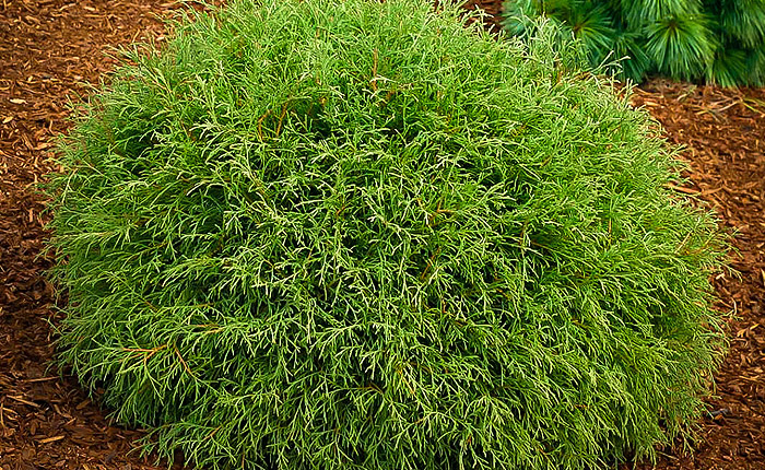 thuja-occidentalis.jpg