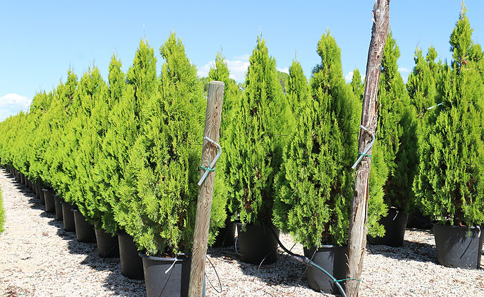 thuja-orientalis.jpg