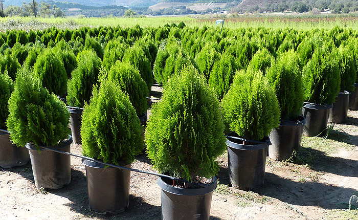 thuja-orientalis_1.jpg