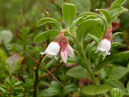 Cowberry_(c)_Ray_Woods-Plantlife_lo-res.jpg