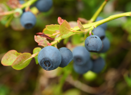 Vaccinium myrtillus (bilberry)-resized-600.jpg