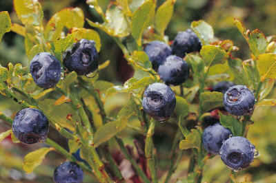 bilberry_fruits.jpg