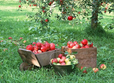 fruit-apples-apple-tree.jpg