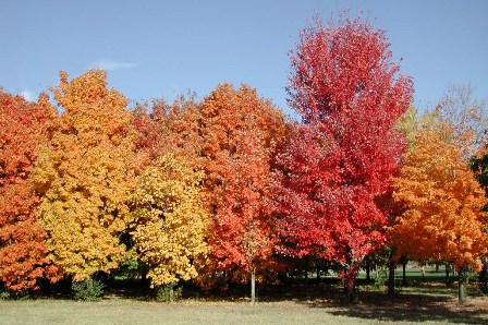 ACER SACHARINUM.jpg