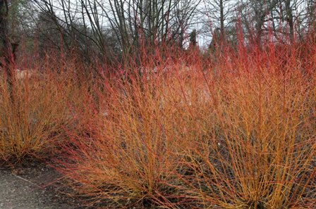 CORNUS ALBA 'MIDWINTER FIRE'.jpg