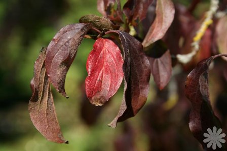 CORNUS SANGUINEA.jpg