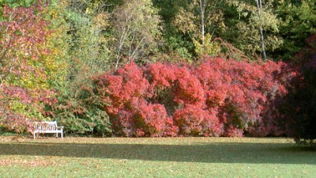 COTINUS COGGYGRIA.jpg