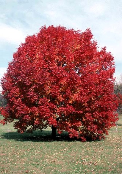 FRAXINUS AMERICANA 'AUTUMN PURPLE'.jpg