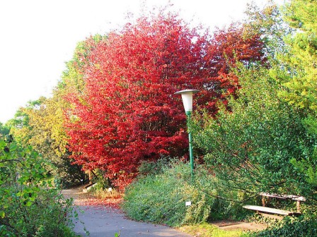 PARROTIA PERSICA.jpg