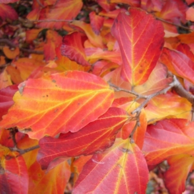 PARROTIA PERSICA_2.jpg