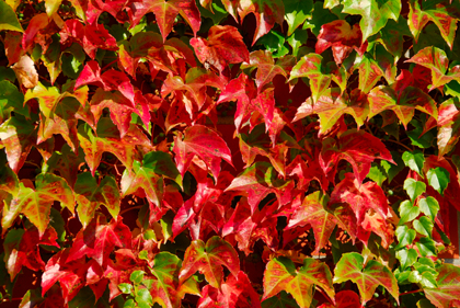 PARTHENOCISSUS'VEITCHII'.jpg