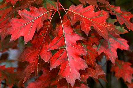 QUERCUS RUBRA_2.jpg