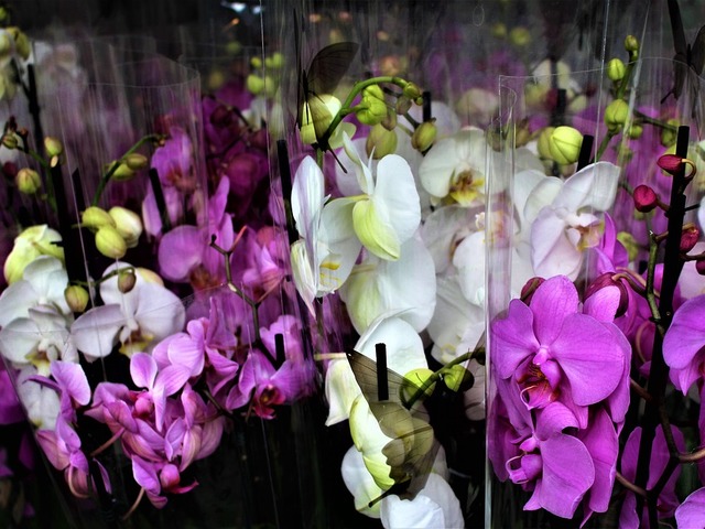 Öt dolog, amit ne tegyél az orchideáddal!