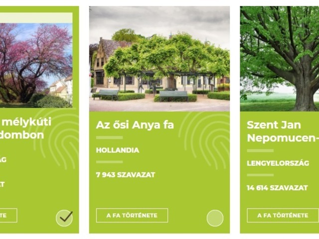 Európai Év Fája - versenyben a magyar júdásfa!