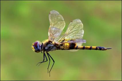 Dragon fly.jpg