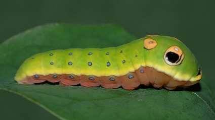 Spicebush_caterpillar_side_view.jpg