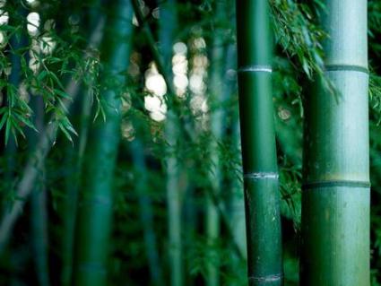 green-bamboo-growing-thicket-photo.jpg