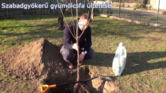 gyumolcsfa_ultetes.jpg