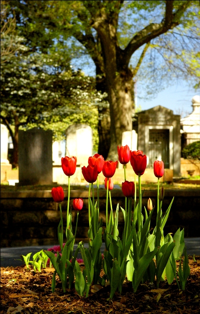 landscape-tulip-2004.jpg