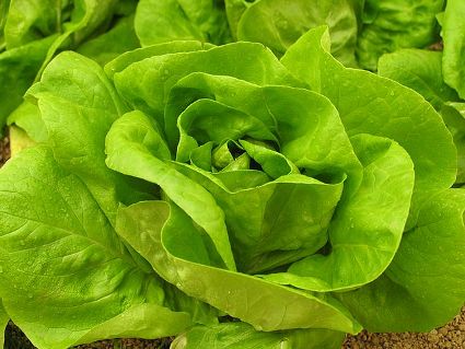 salad_lettuce_zoom.jpg