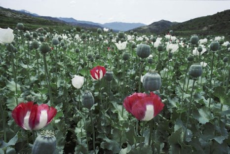 papaver.jpg