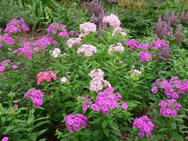 phlox-paniculata-peppermint-twist.jpg